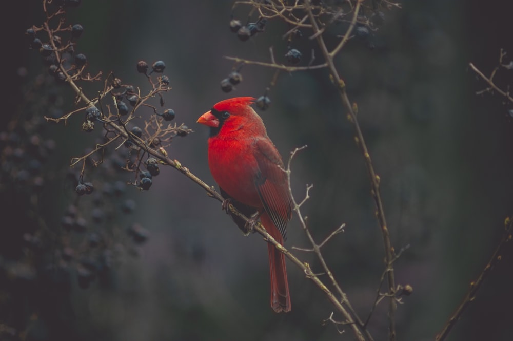 Fotografía de enfoque selectivo del cardenal rojo en el árbol
