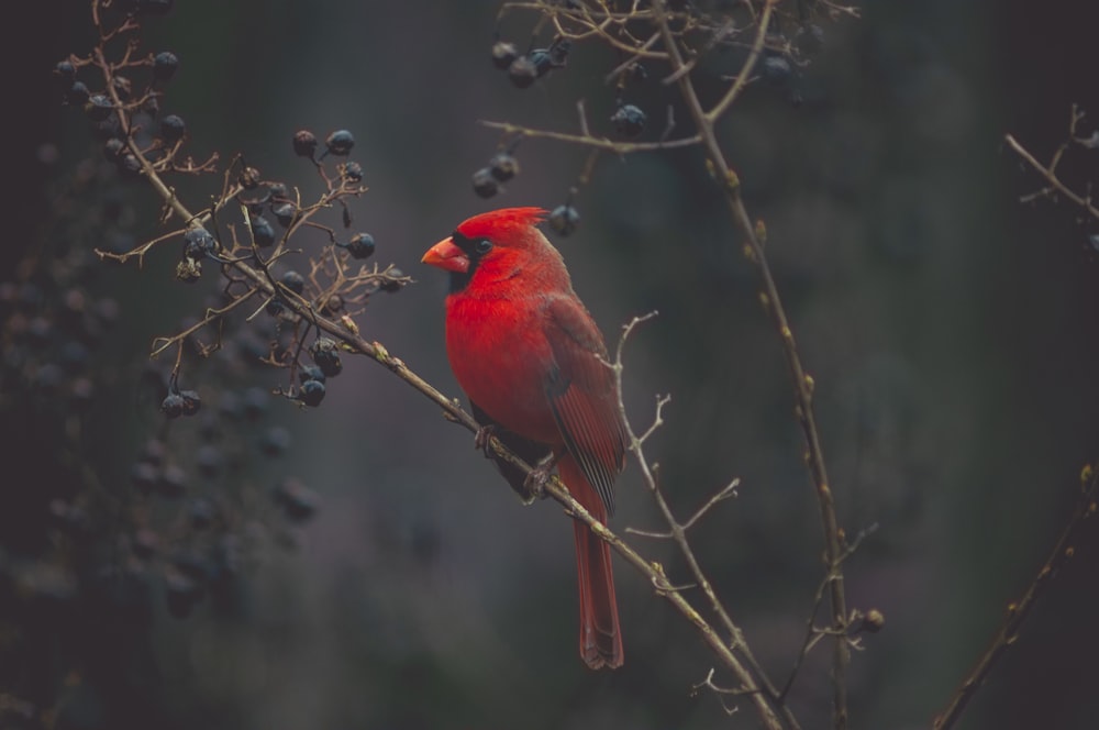 Fotografia de foco seletivo do cardeal vermelho na árvore