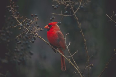 Large Bird Cage