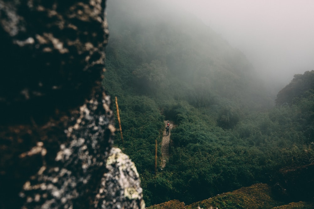 person standing between trees