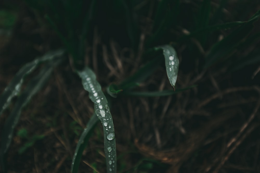 water droplets on green plant