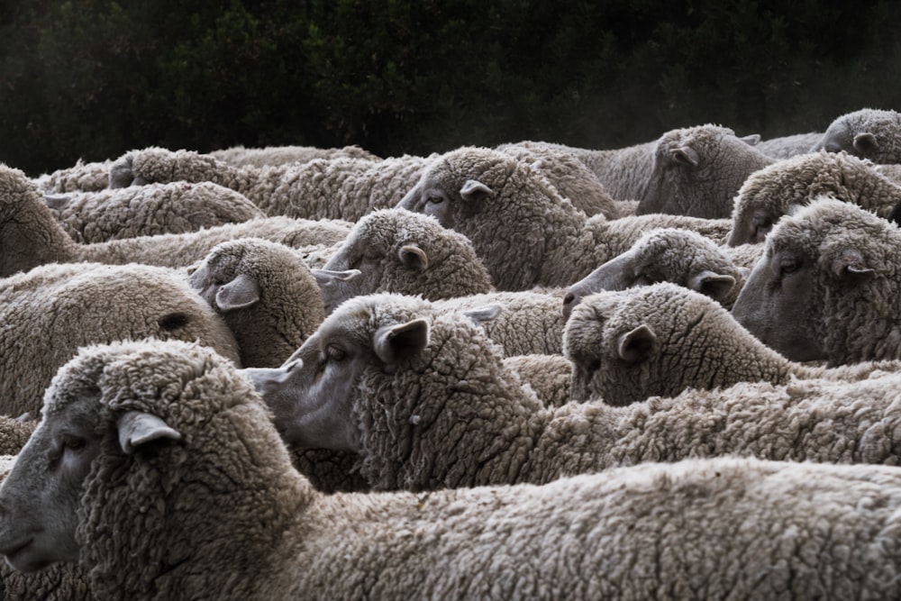 昼間の羊の群れ