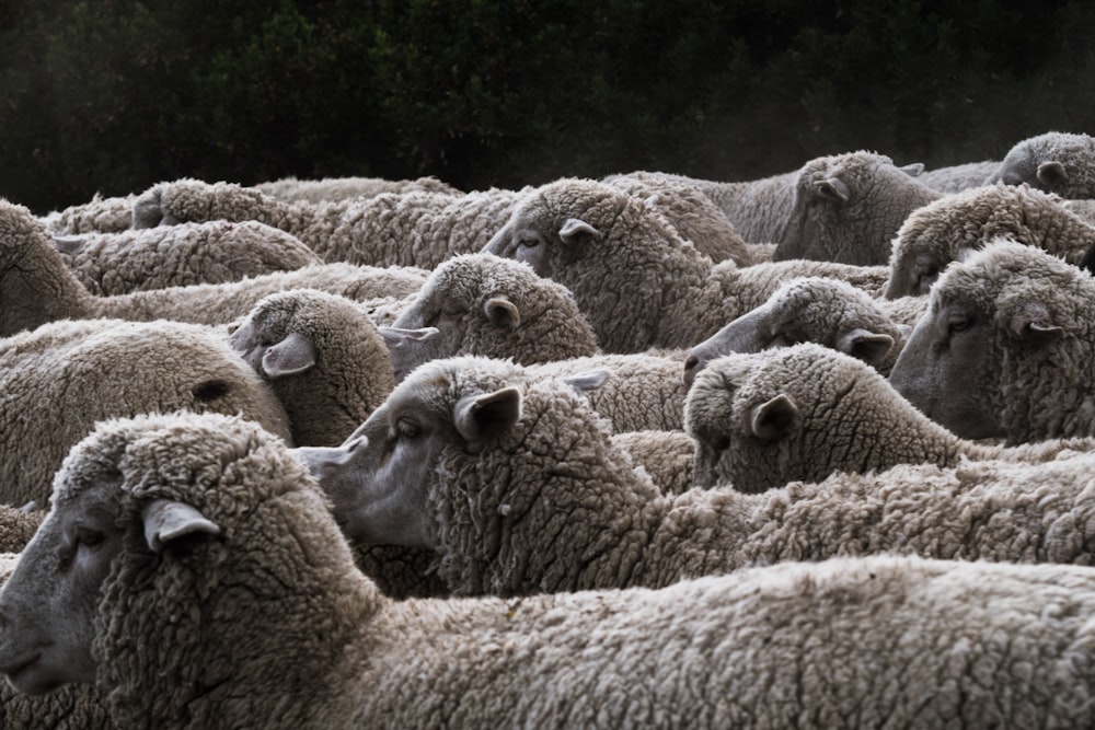 troupeau de moutons pendant la journée