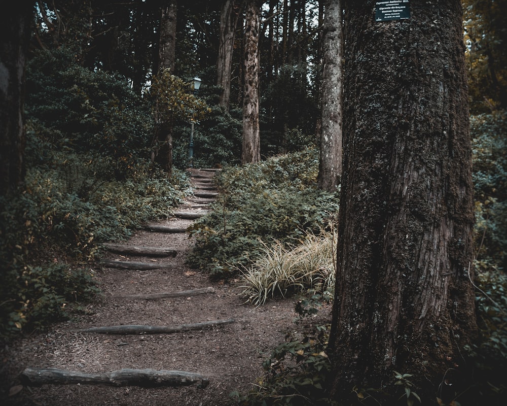 pathway surrounded by green leafed plants and trees low light photography