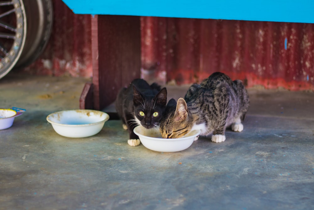Dos gatos grises y negros comiendo comida en un cuenco de plástico blanco para mascotas