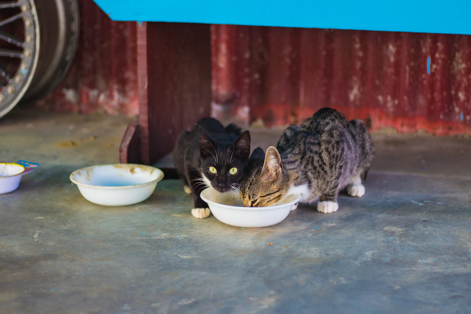 Two real cats beside their food bowl
