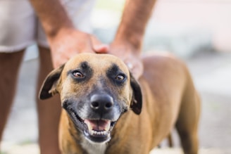 selective focus photography of tan dog