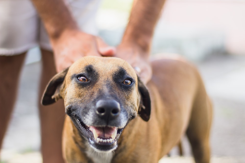 selective focus photography of tan dog