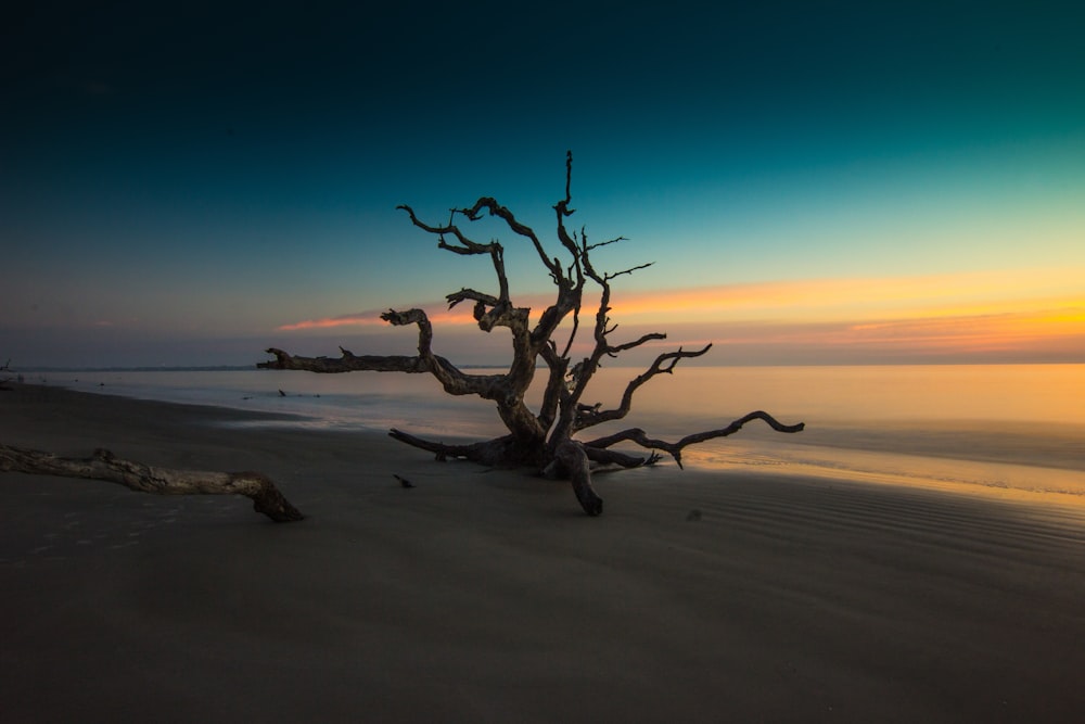 brown bare tree on beach