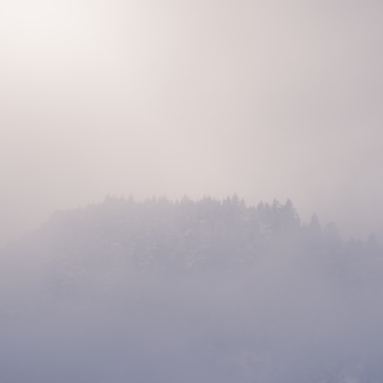 pine trees covered with fogs in Selonnet France