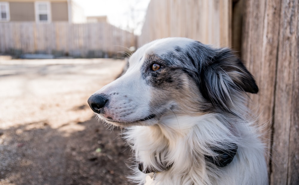 medium-coated white and black dog sits near brown wooden pallet fence during daytime