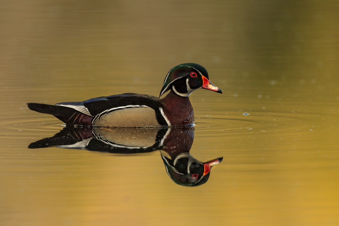 black and brown mallard duck on body of water