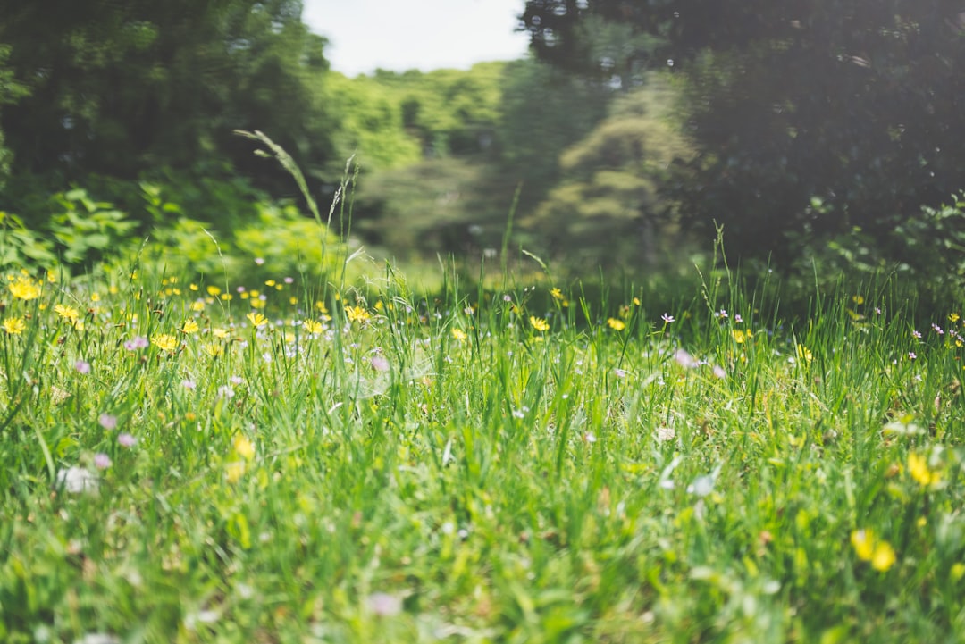 Comment semer le gazon et les pelouses ?