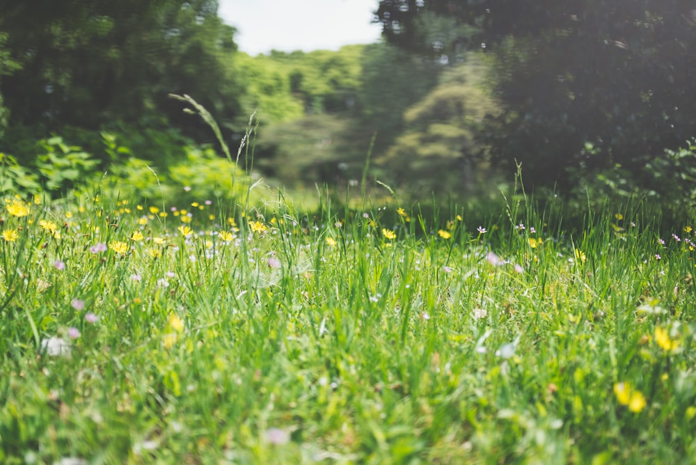 Champ d’herbe verte