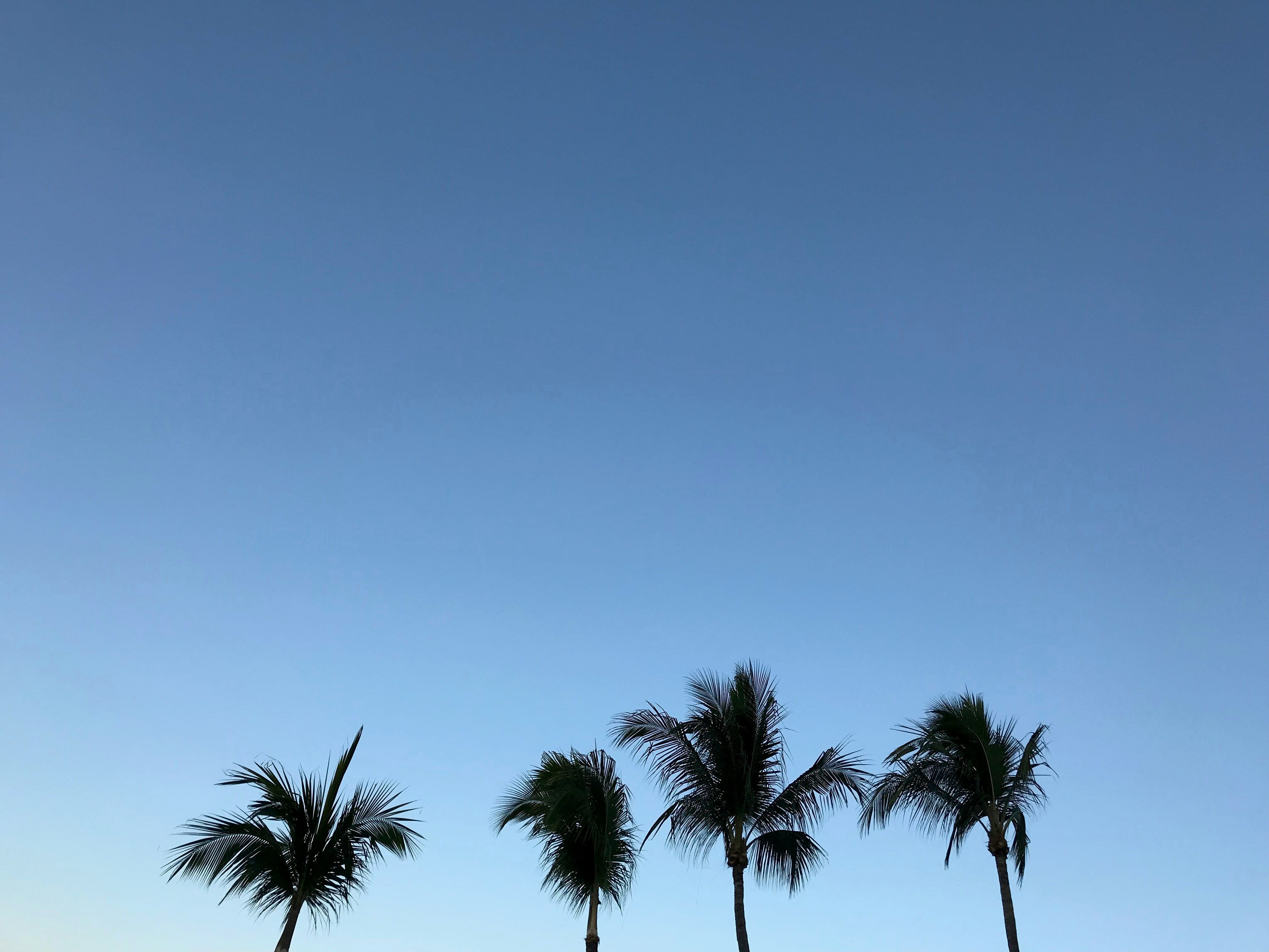 photo of four palm trees