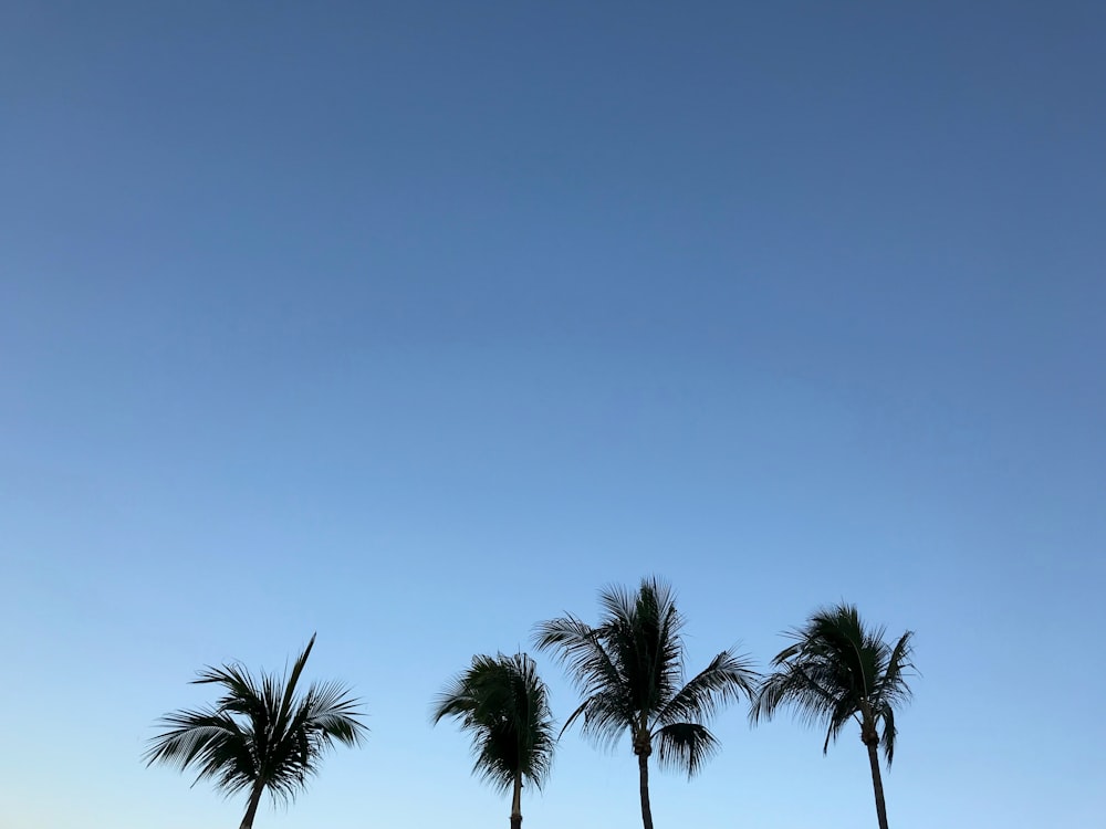 photo of four palm trees