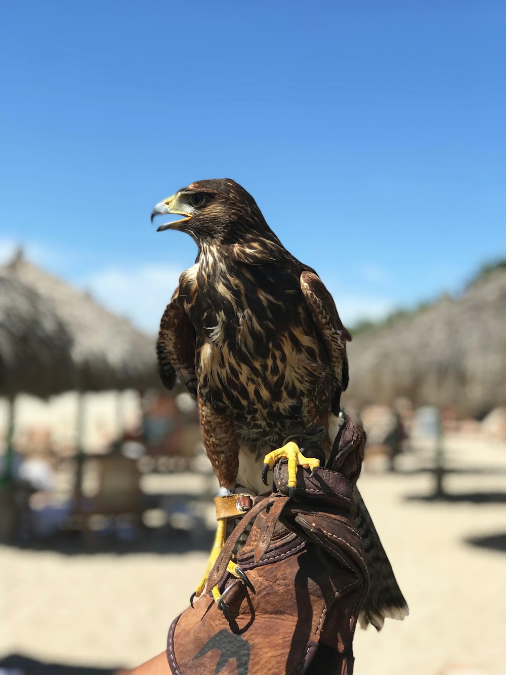 black and brown hawk perching on person's hand wearing brown leather gloves