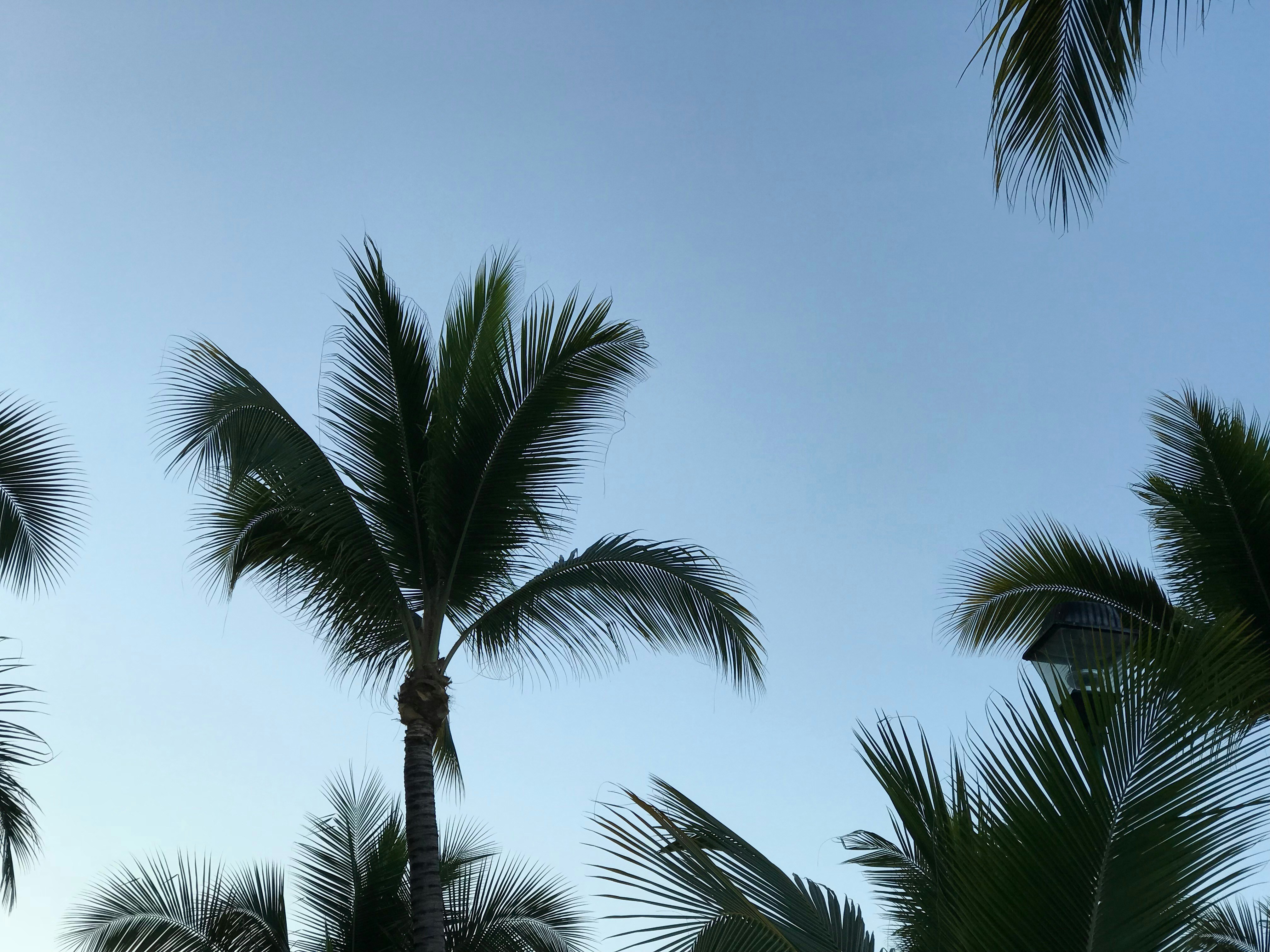 low-angle photo of coconut trees