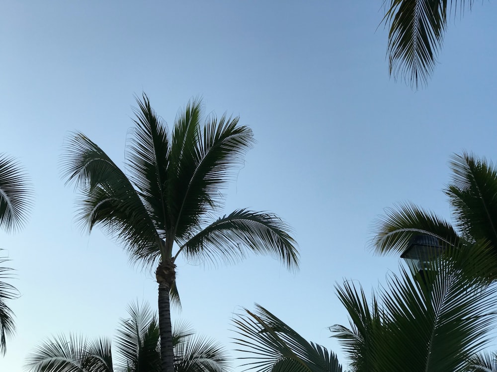 foto dal basso di alberi di cocco