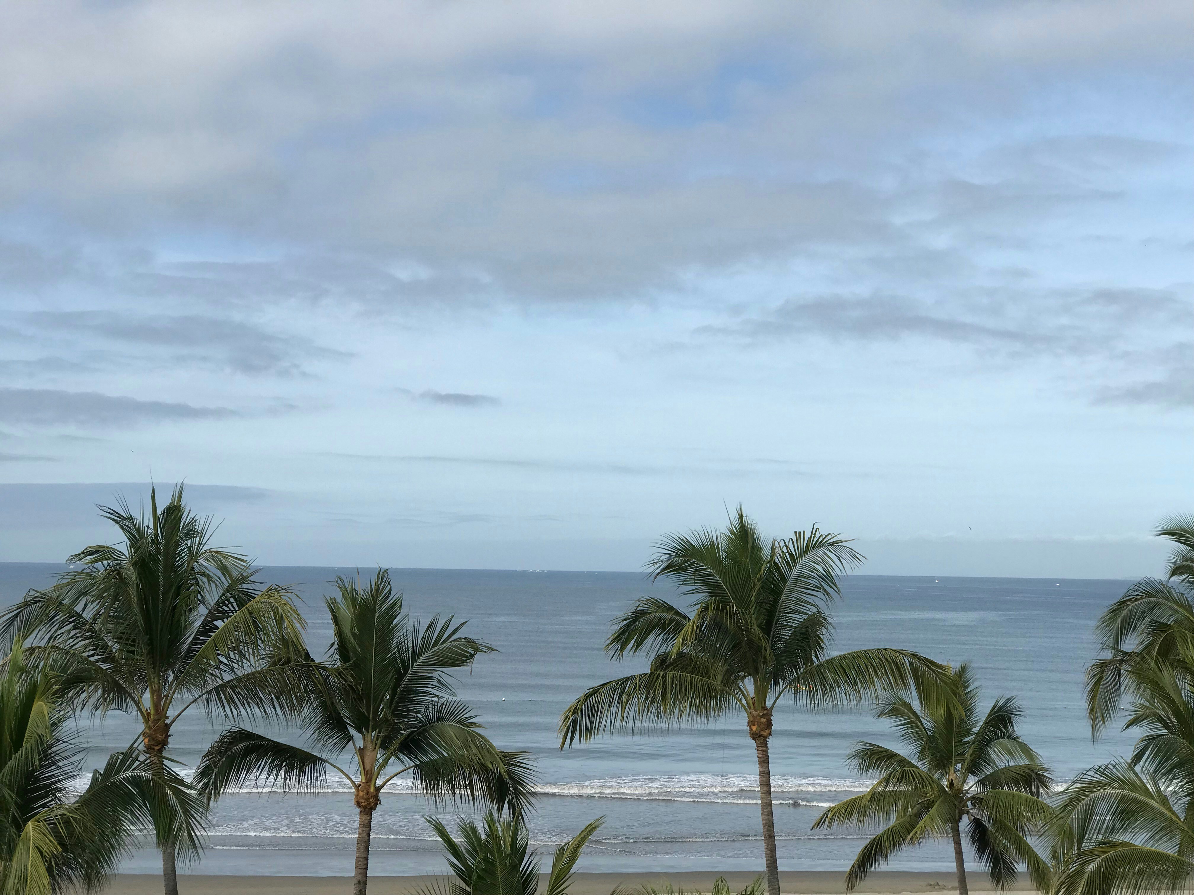 green coconut trees on seashore under white clouds and blue sky