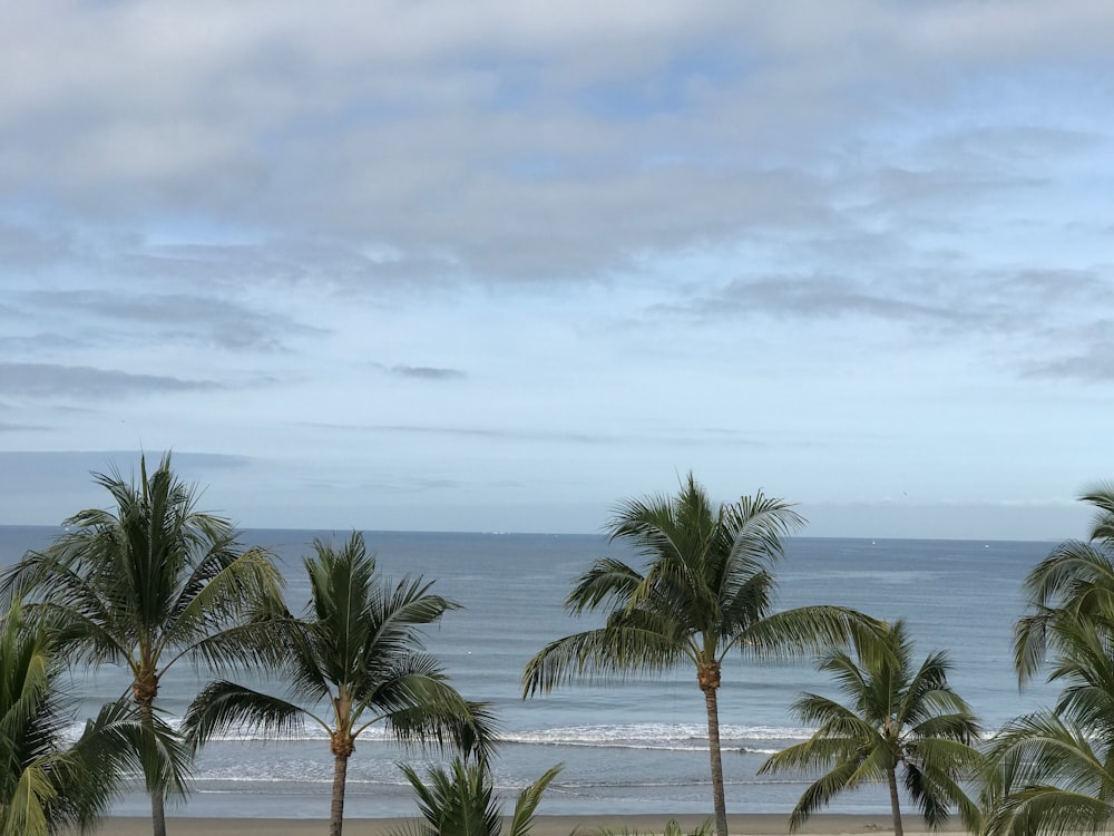 green coconut trees on seashore under white clouds and blue sky