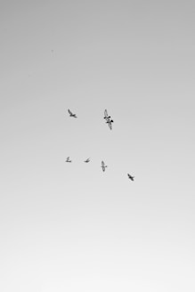 seven white birds flying