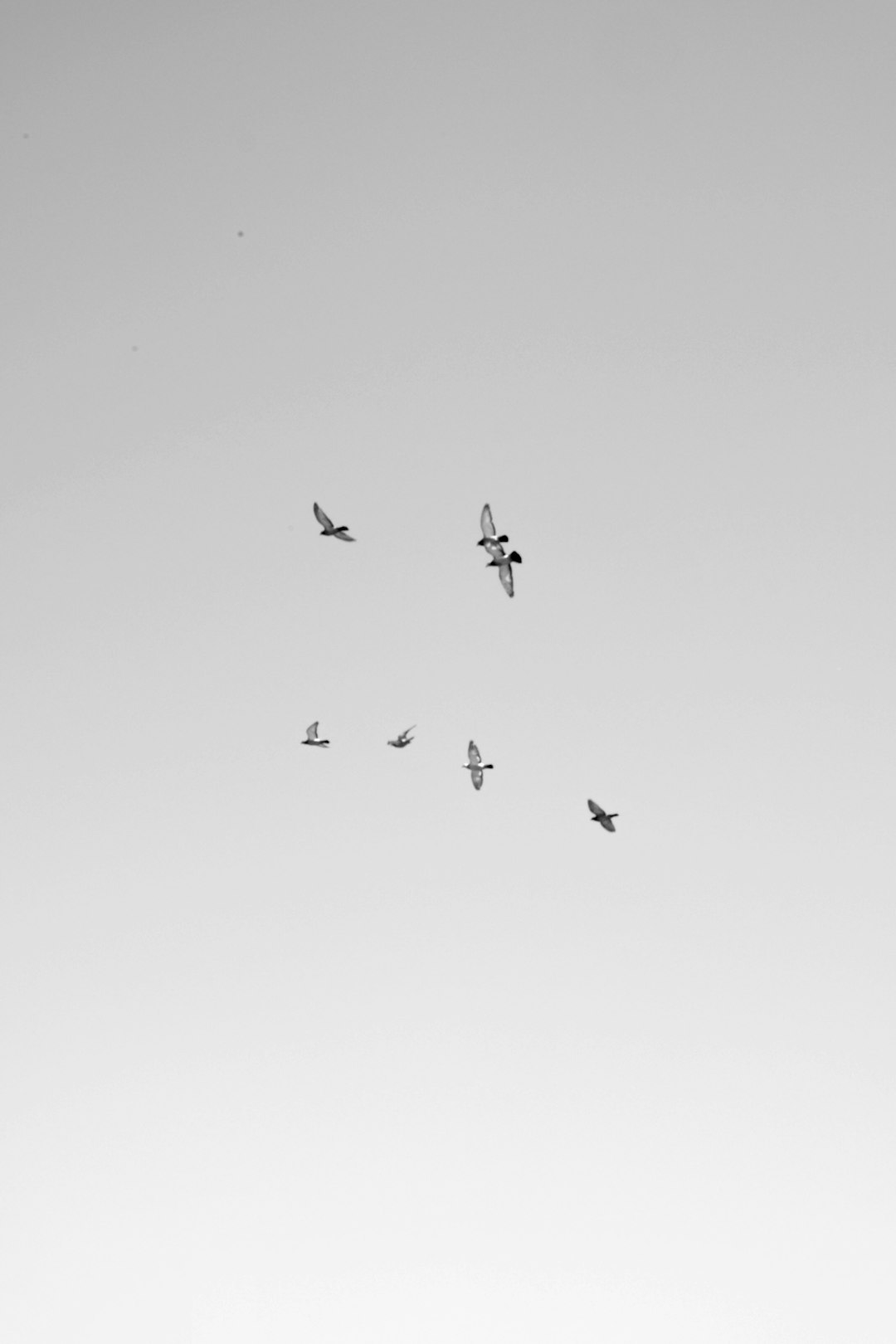 seven white birds flying