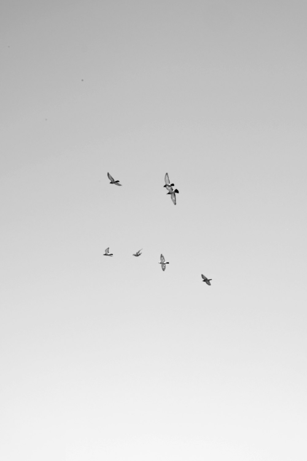 seven white birds flying