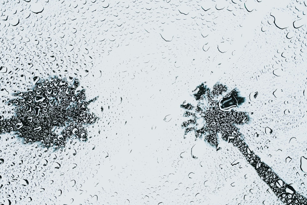 two palm trees are seen through the rain