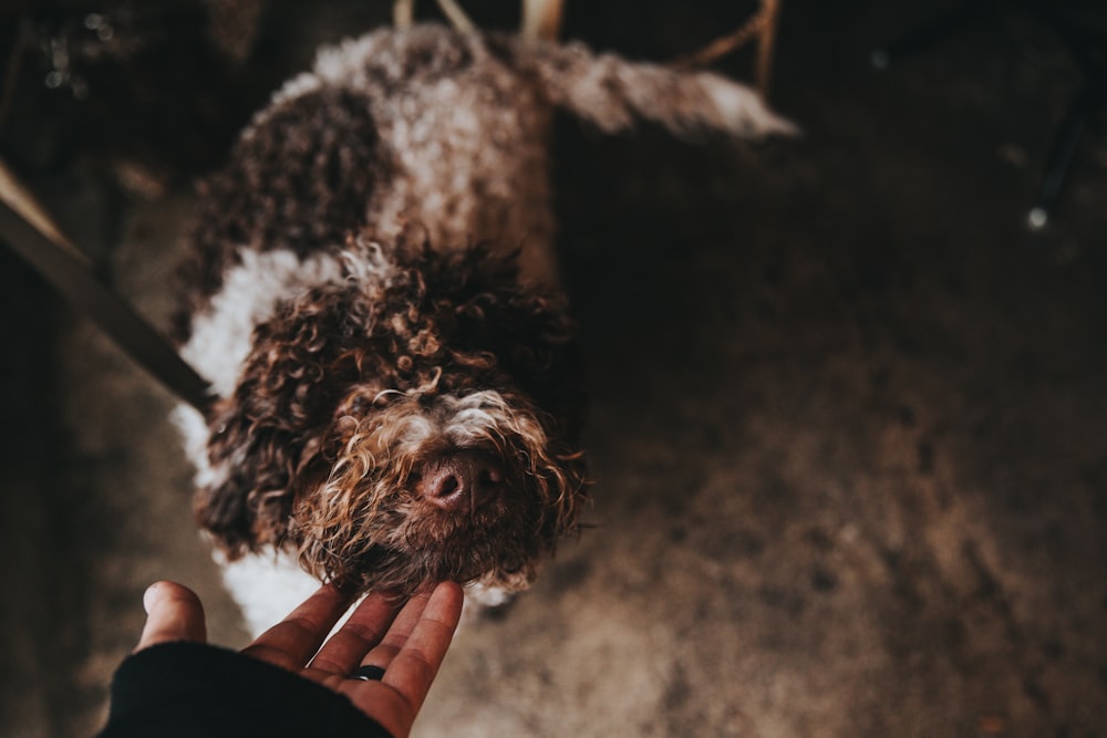 Persona sosteniendo un perro de pelaje blanco y marrón