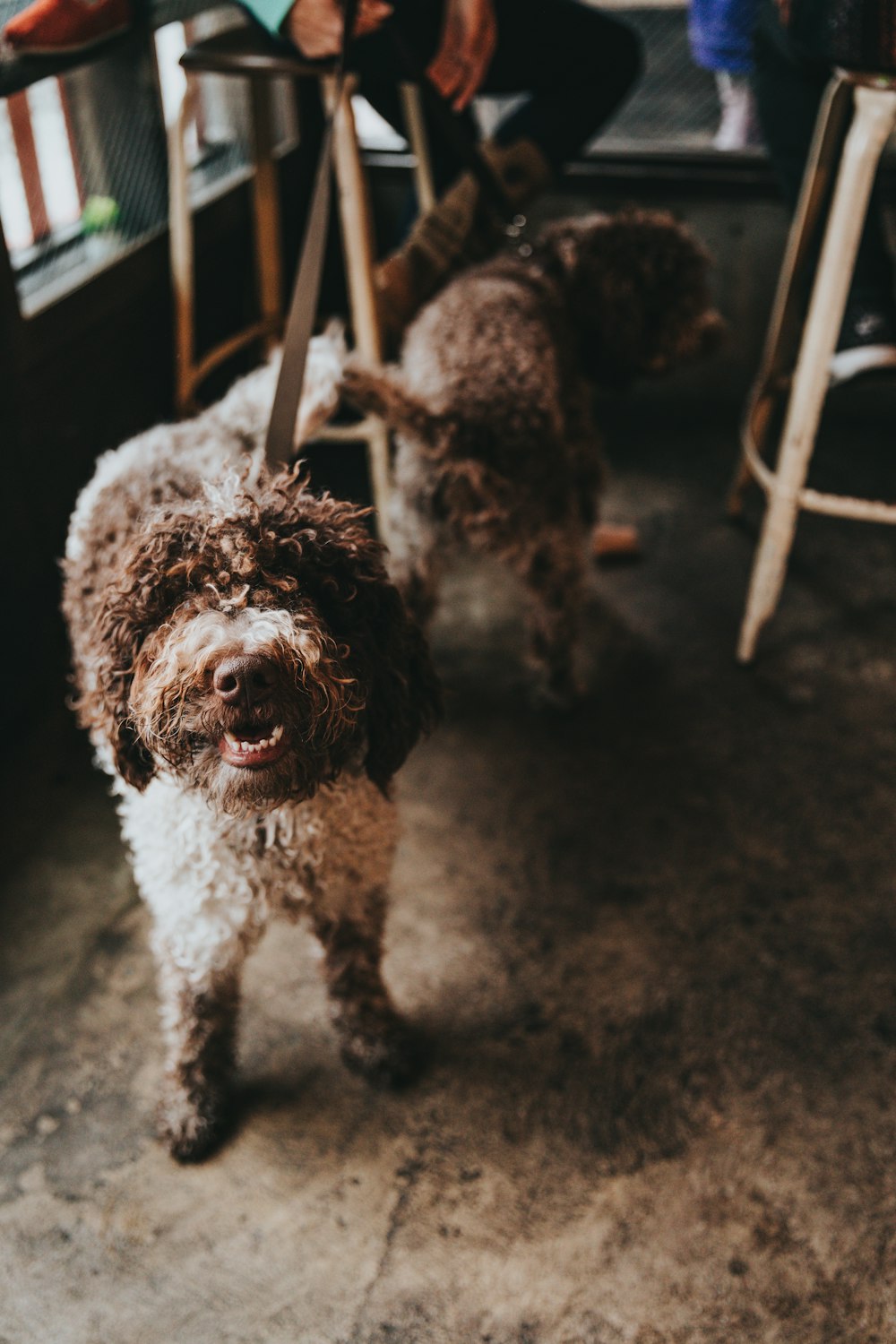 Dos perros marrones parados cerca de un taburete de metal marrón y blanco