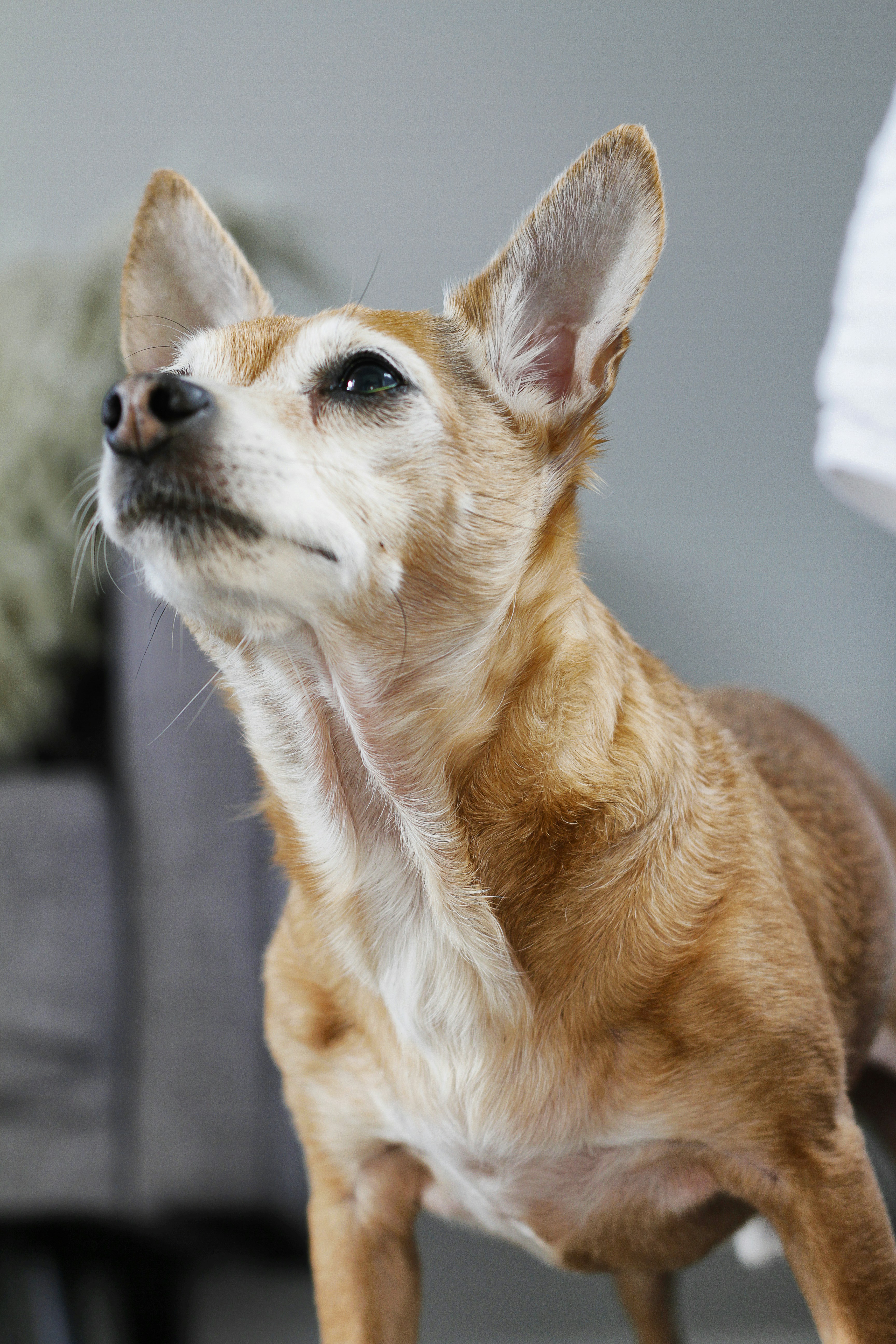 looking up white and brown dog