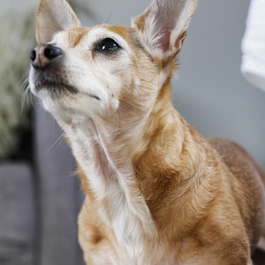 looking up white and brown dog