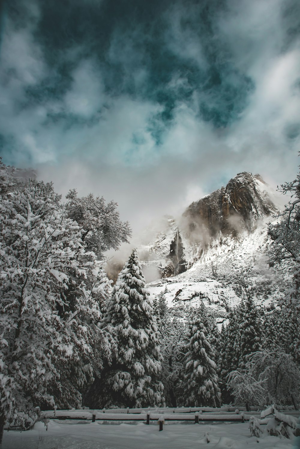 mountain and forest covered with snows