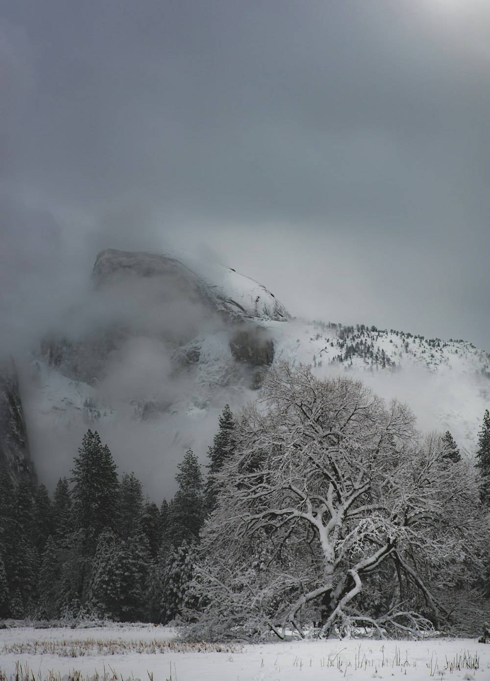 landscape photo of mountain and tree covered with snow