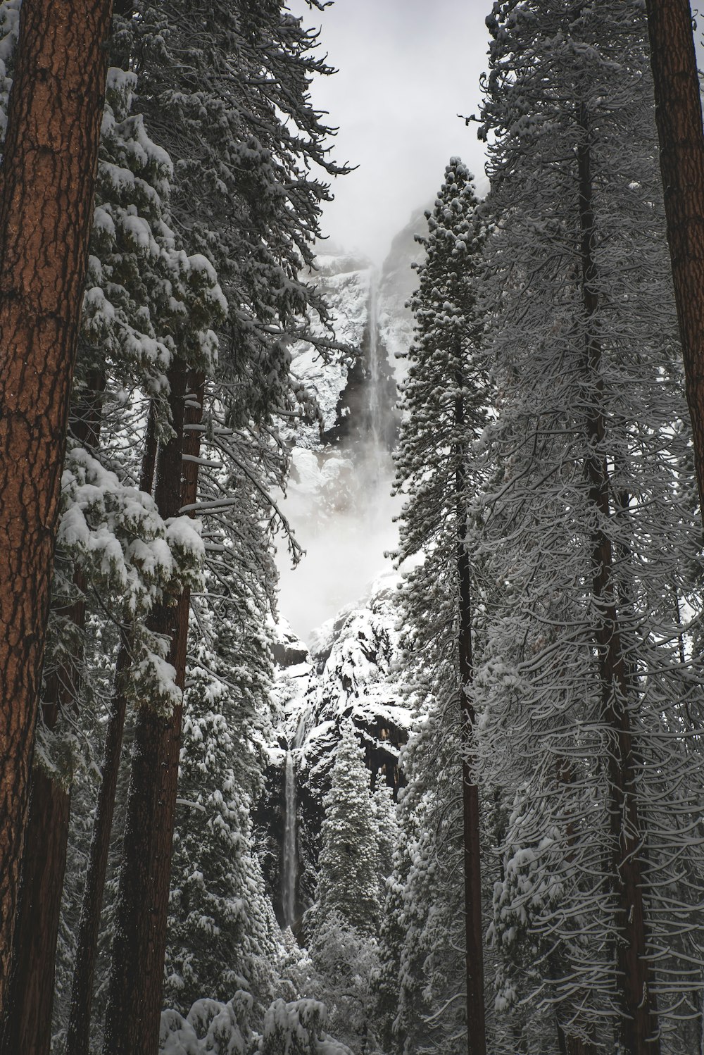 photo en contre-plongée d’arbres bruns recouverts de neige pendant la journée