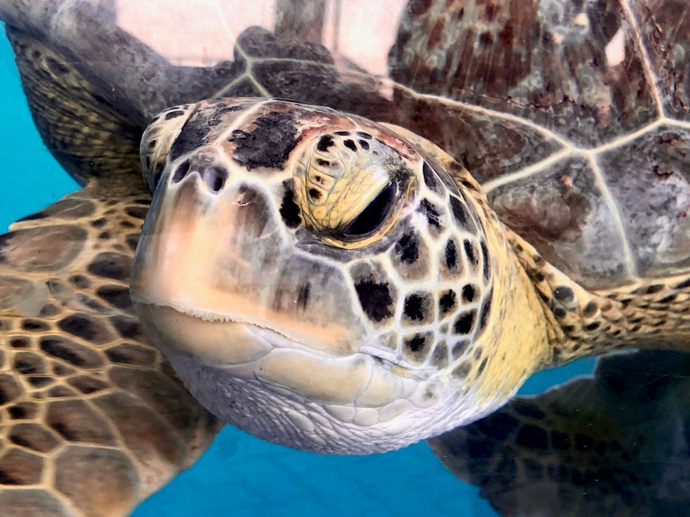 Foto em close-up da tartaruga marinha marrom e preta