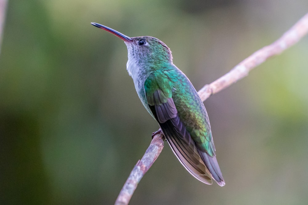 green bird on branche