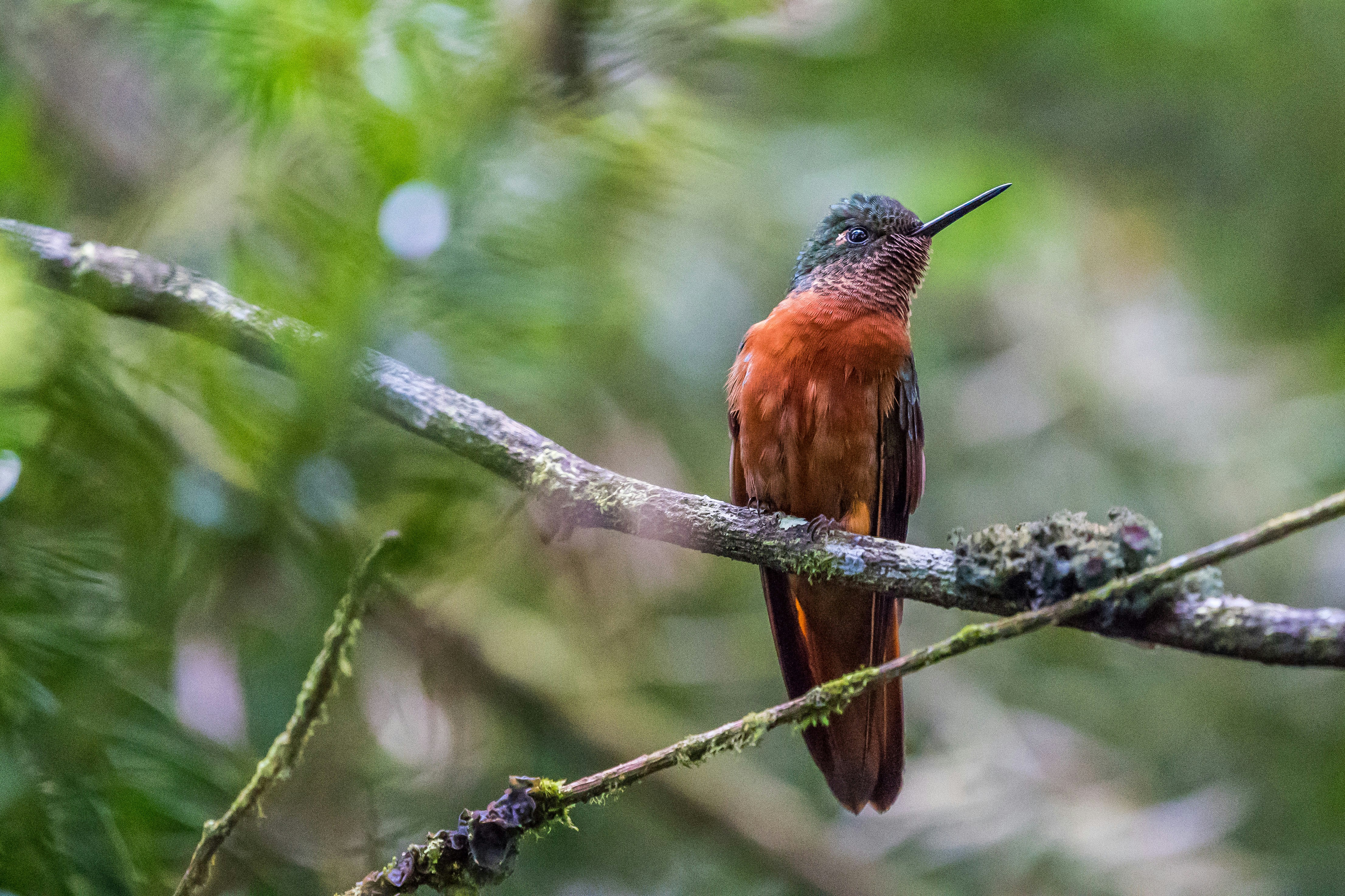 selective focus photo of brown hummingbird perching on branch machu picchu teams background