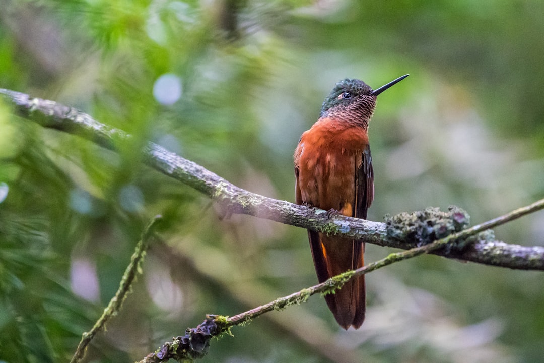 selective focus photo of brown hummingbird perching on branch