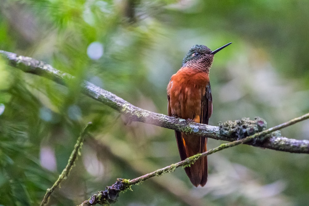 selective focus photo of brown hummingbird perching on branch