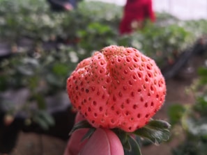 A close-up of a hand holding a uniquely formed, pink strawberry. The background features a garden or farm setting with foliage and out-of-focus figures.