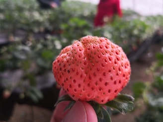 A close-up of a hand holding a uniquely formed, pink strawberry. The background features a garden or farm setting with foliage and out-of-focus figures.