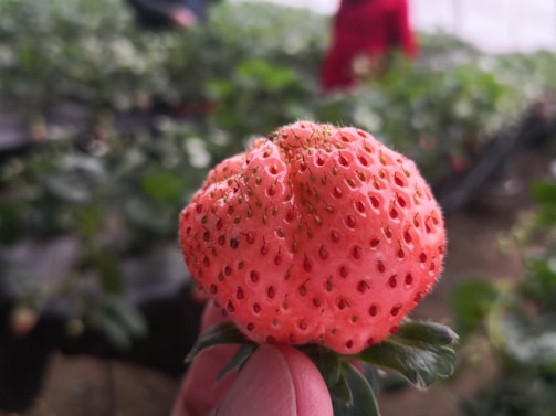 A close-up of a farmer’s hands holding freshly harvested strawberries at a rural Arkansas farm.