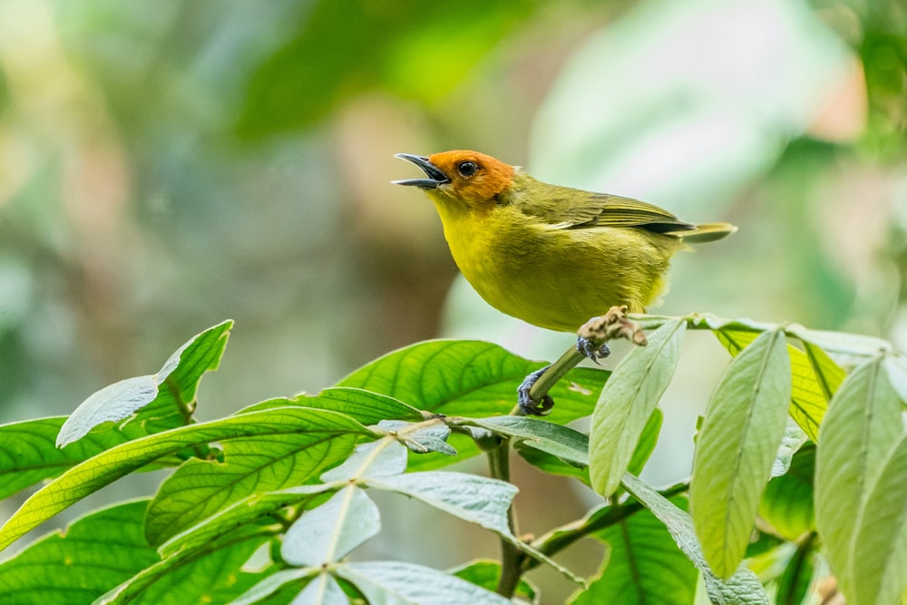 pássaro amarelo empoleirando-se na árvore de folha verde durante o dia