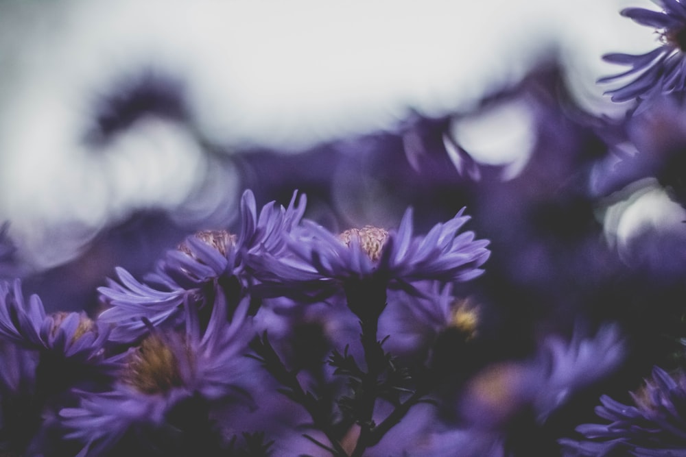 Foto di messa a fuoco selettiva di fiori dai petali viola
