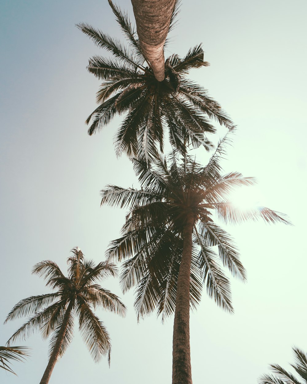 worm's eye view photo of palm trees