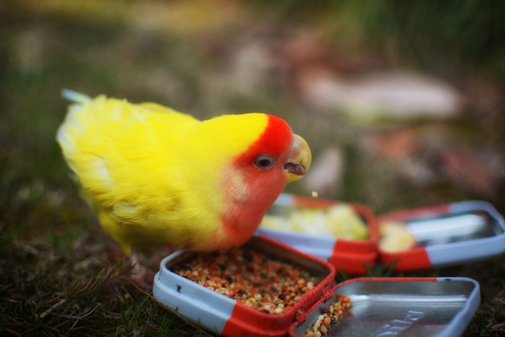 focused photo of a yellow bird eating