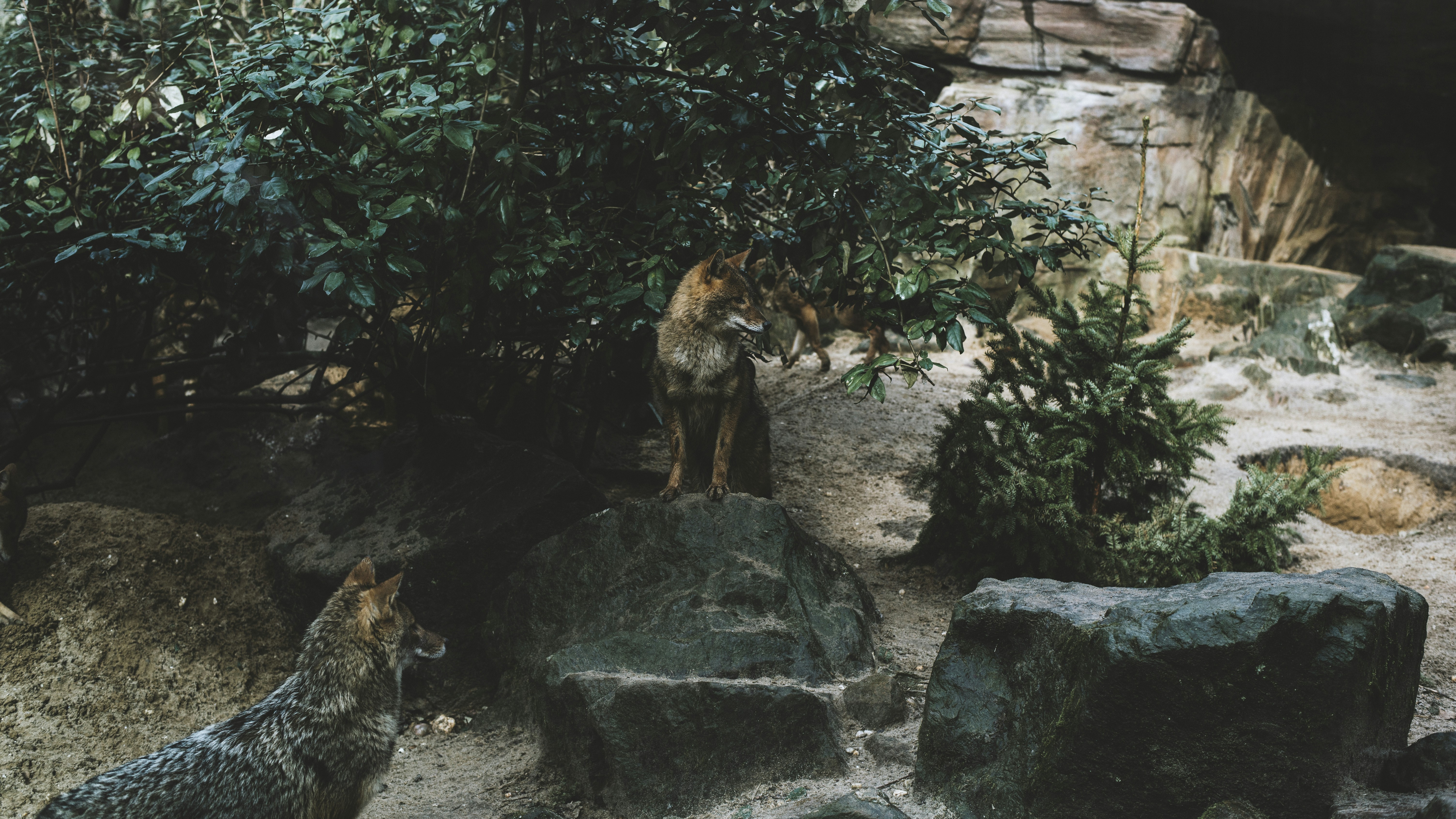 dog standing on side of green leafed plant