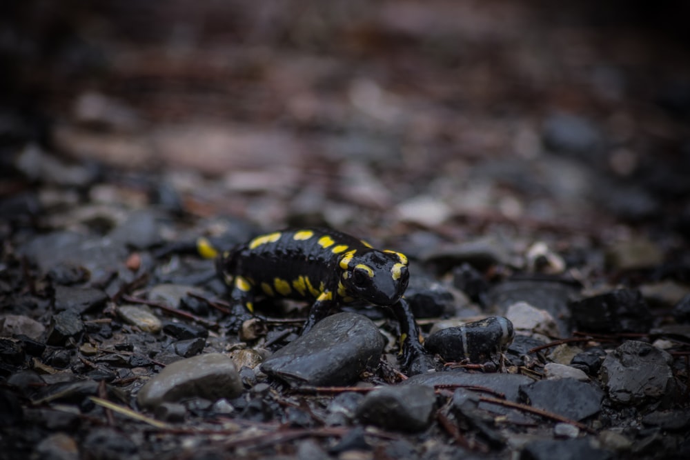 Foto de enfoque selectivo de salamandra negra y amarilla arrastrándose sobre las piedras